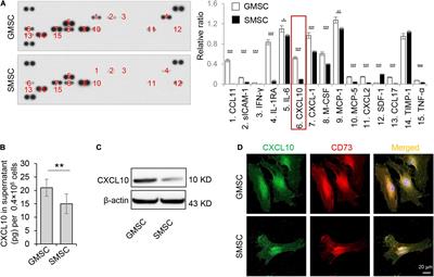 Dephosphorylation of Caveolin-1 Controls C-X-C Motif Chemokine Ligand 10 Secretion in Mesenchymal Stem Cells to Regulate the Process of Wound Healing